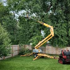 How Our Tree Care Process Works  in  Medulla, FL